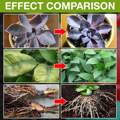 🔥 Limited-Time BOGO Offer | Plant Nutrient Solution